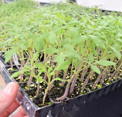 Tomato Plug Plants - Variety Custom Select - Sweet Reliable • £0.99