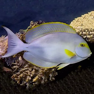 Yellowfin Tang Acanthurus Nigricans • £199.99