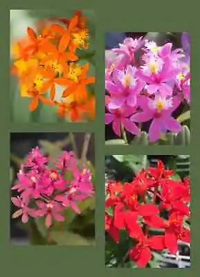 Epidendrum (3) Mystery Colors Orchid Plants • $19