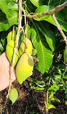 Dwarf NAMDOCMAI SIA TONG Grafted Rare MANGO Tree 3Gal Pot  Ship UPS Overnight • $139