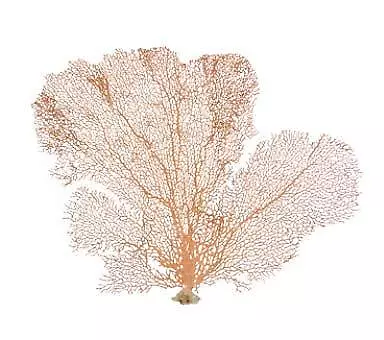 Orange Coral Sea Fan 7  To 10  | Natural Real Piece Of Coral Sea Fan • $22.99