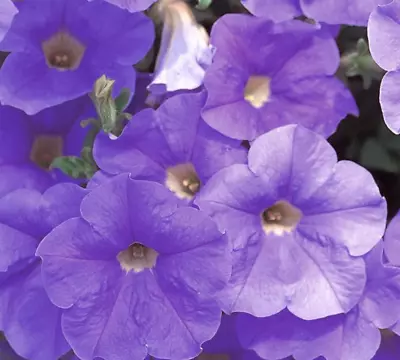 Petunia Easy Wave Lavender Sky X6 Plug Plant (Trailing) Hanging Basket Patio • £7.65