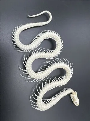 Animal Taxidermy 1pcs Real Snake Skeleton Skull Animal Specimens About 35-45cm • $28.99