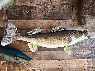  Taxidermy Walleye 26  Mount • $65