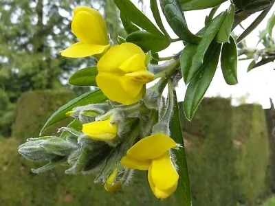 Evergreen Laburnum PIPTANTHUS NEPALENSIS Rarely Offered Flowering Shrub 15cm • £6.90