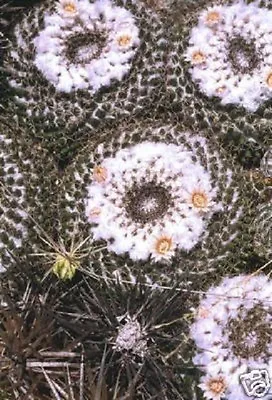 Mammillaria Formosa Pincushion Globular Flower Cacti Rare Cactus Seed 100 SEEDS • $11.99