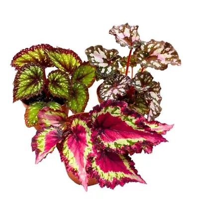 Harmony's Begonia Rex Assortment 4 Inch 3 Different Colorful Rex Begonias • $44.99