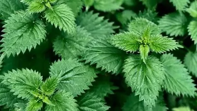 200+ Stinging Nettle Herb Seeds (Urtica Dioica) Medicinal Perennial Heirloom USA • $3.24