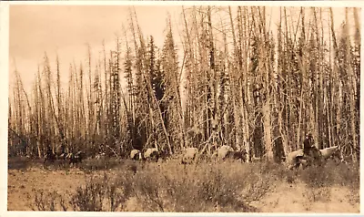 RPPC Mule Train Pack Horses Cowboys Scrub Pines  Postally Unused Vtg A392 • $10