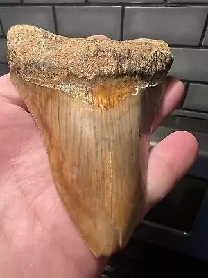 Indonesian Megalodon Tooth Affordable Cool Colors • $165