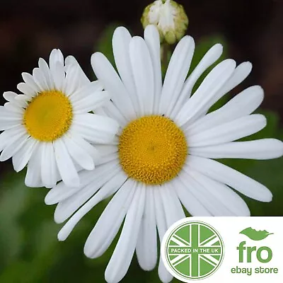 Shasta Daisy - Large Daisy Seeds - 750 Seeds - Mayfield Giants - FREE DELIVERY! • £2.99