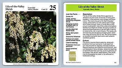 Lily-Of-The-Valley Shrub #25 Showy Shrubs - My Green Gardens 1987 Cardmark Card • £1.25