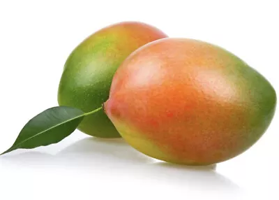 Keitt Mango Live Fruit Tree Plant Seedling 6+ Inches Tall • $26