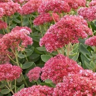 Sedum Live Plant Healthy Starter Plant Perennial Hardy Eye-catching Varieties • $5.49