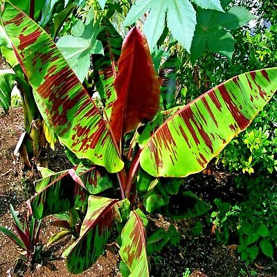 5 Red Tiger Darjeeling Banana Plant Tree Seeds (Musa Sikkimensis) Hardy-Zone 5 • $8.95