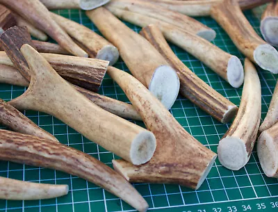 £3.99 • Buy Deer Antler Dog Chews - Puppy-Small-Med-Lrg-Xlrg-Long Lasting - 100% Natural