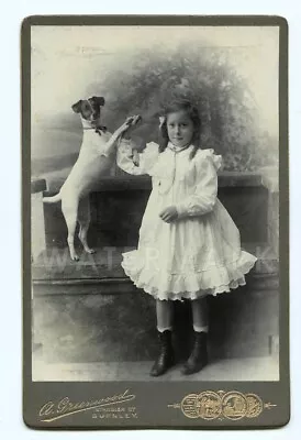 Antique Cabinet Photo Little Girl  High Fiving  Jack Russell Terrier Trick Dog • £479.35