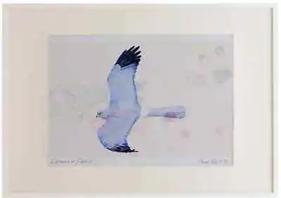 £49.99 • Buy A3 Hen Harrier Male Watercolour Ltd Edition Picture Framed