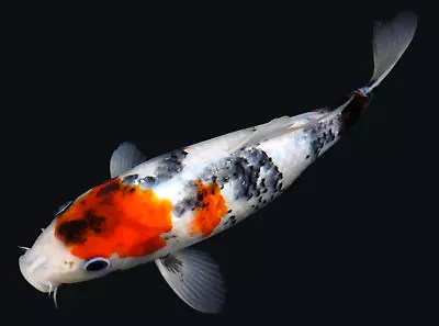 Live Koi Fish 10-11  Showa Female Koibay • $149