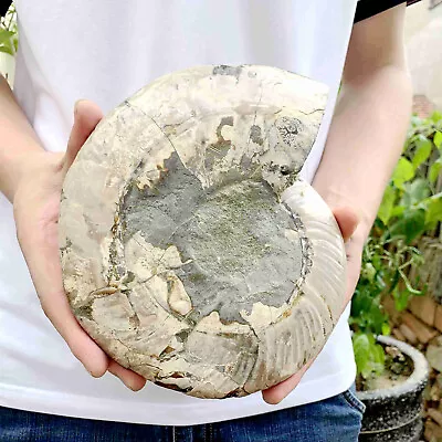 3.83LB Natural Ammonite Fossil Conch Bowl Quartz Crystal Specimen Decor Gift • $53