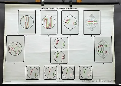 Vintage Medical Poster Print Rollable Wall Chart About Meiosis • $215.99