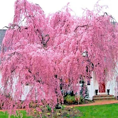 Japanese  WEEPING SAKURA  Cherry Blossom Flower Tree Seeds (pendula) Fast Hardy • $7.95