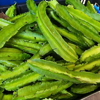 Ceylon Winged Bean Village Organic Dragon Fresh 10 Dried Seeds Non-Gmo • $10.99