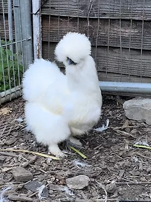 6 X White BEARDED Silkie Bantam Hatching Eggs For  Broody Or Incubator • £18