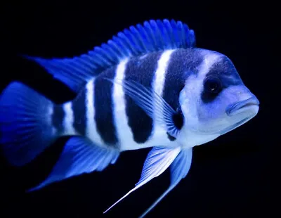 Humphead Cichlid Cyphotilapia Frontosa Lake Tanganyika Cichlid • £21