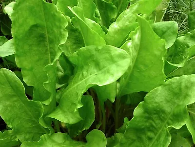 £1.85 • Buy 2200 Seeds Herb  Sorrel Rumex Acetosa + 4  FREE REUSABLE PLANT LABEL 