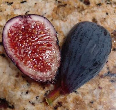 Live Black Mission Fig Tree - 3 Cuttings -  Tasty Berry Flavor Figs • $19.99