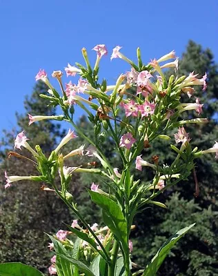 1000 Virginia Bright Leaf Nicotiana Seeds ~ Heirloom Nicotiana Tabacum ~ Fast Gr • $4.99