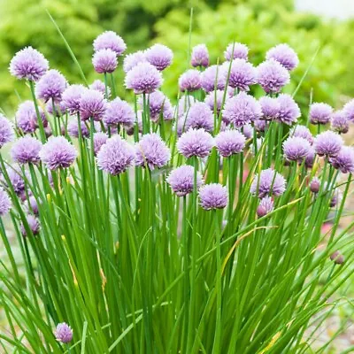 Chives Seeds 300+ Onion Herb Vegetable Garden USA Seller NON-GMO FREE SHIPPING • $1.99
