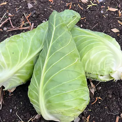 Green Cabbage Seeds Wheelers Imperial X 500 Seeds Heritage Sweetheart Vegetable • £2.15