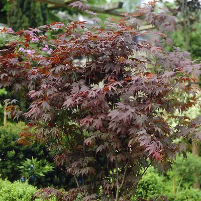 Japanese Maple Acer Palmatum 'Atropurpureum' In A 3L Pot 50cm Tall • £21.99