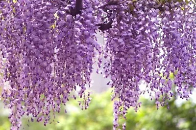 £7.99 • Buy 25 X Chinese Wisteria Tree Seeds (wisteria Sinensis) Tree Seeds.