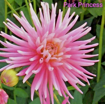 Cactus Dahlia PARK PRINCESS Pink Cream 1 X Tuber UK SELLER • £8.19