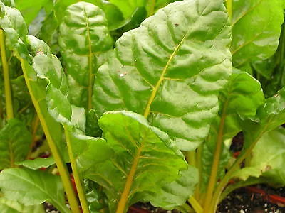 Swiss Chard Canary Yellow  200 Seeds • £2.59