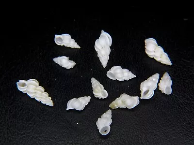 EPITONIUM SP: TX/FL/BAHAMAS. ALL 12pc DEAD COLL @ HIGH TIDE MARKS FROM 8-13MM! • $9.99