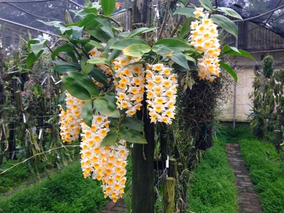 $65 • Buy Dendrobium Thyrsiflorum (Fragrant Species)