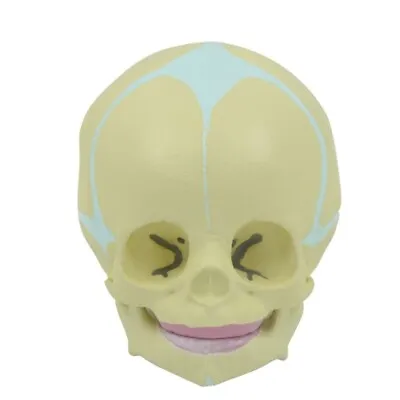 Human Skull Model Movable Lower Jaw 30 Weeks Baby For Head Bone Model 1:1 Life S • £29.78