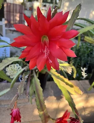 Epiphyllum “Epis” Orchid Cactus (3) Rooted Live Plants 7”-10” ~ Ackermannii Red • $15