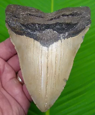 MEGALODON SHARK TOOTH  - XL 5 & 7/16   - W/DISPLAY STAND  - NO RESTORATIONS • $249