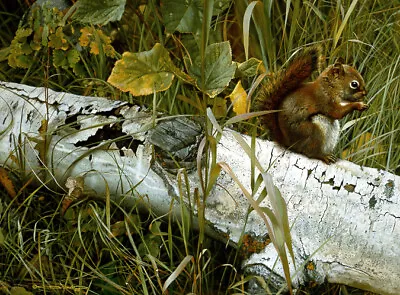 Carl Brenders FORAGER'S REWARD Red Squirrel ARTIST PROOF A/P#5/56 RARE! • $395