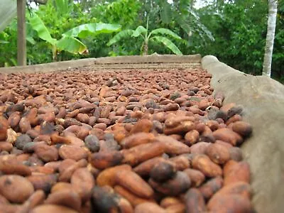 Organic Cocoa Beans 4oz Black Cacao Criollo Whole Seed Pure Natural 100% Quality • £14.36