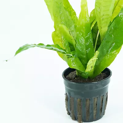 Buy2Get1Free Java Fern Microsorum Pteropus Potted Live Plant Decor Fresh Aquatic • $14.99