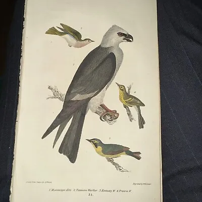 Wilson American Ornithology Orig 1832 Hand Colored Miss. Kite TN & KY Warblers • $21.50