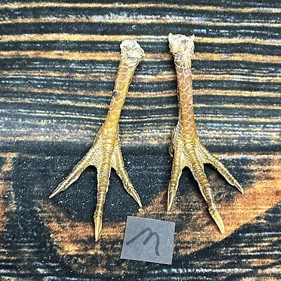 2 Real Chicken FEET Pair Animal Mount Witch Art Craft Bird Voodoo Stands Decor • $15