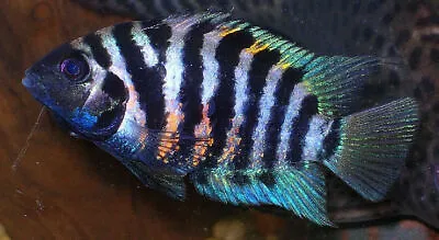 3 Convict Cichlids Live Freshwater Aquarium Fish • $32.99