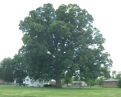 SWAMP CHESTNUT OAK 'Quercus Michauxii' TREE LIVE PLANT 16+ INCHES • $19.99